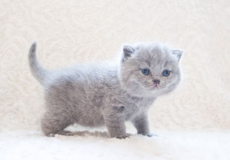 Британский котенок