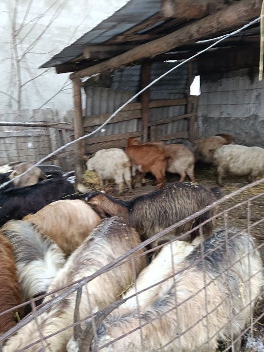 Vând capre bune de lapte sunt gestante