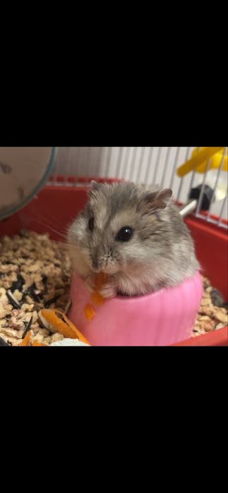хомяк джунгарский с клеткой