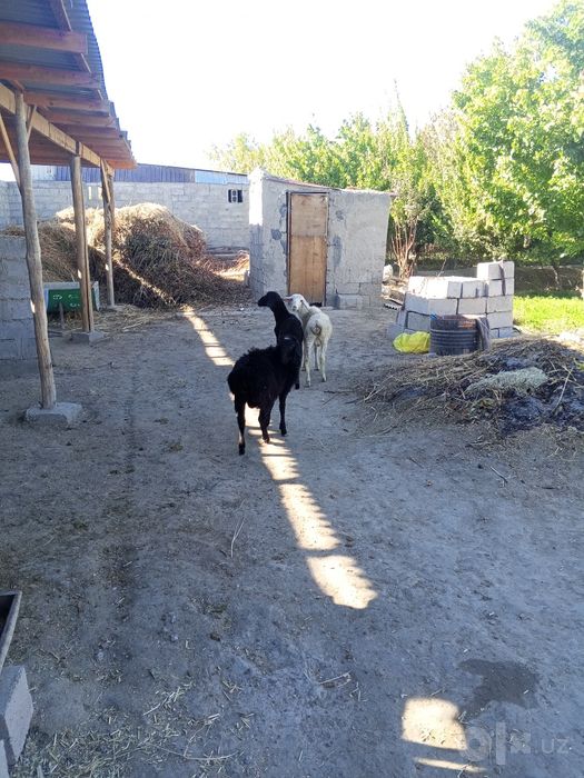 Qochqor baralar sotiladi o
