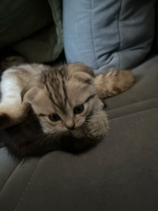 Котята от чистакровной шотладки вислоухий