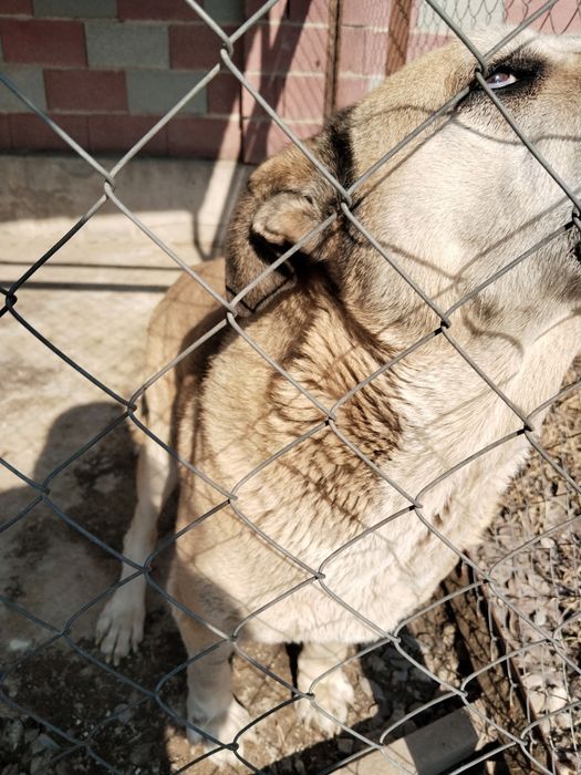 Отдам в хорошие руки.