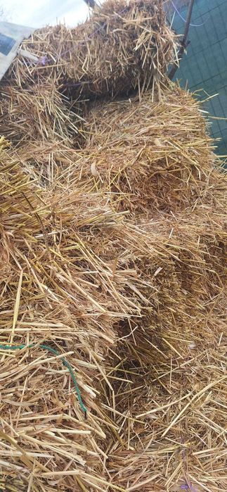 Vând baloti ovaz si ciocani