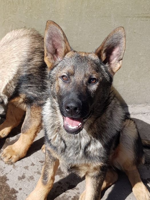 Щенок немецкой овчарки