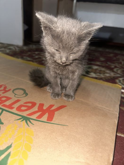 Отдам котенка в хорошие руки
