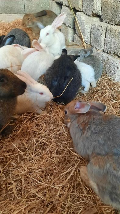 Куёнлар сотилади