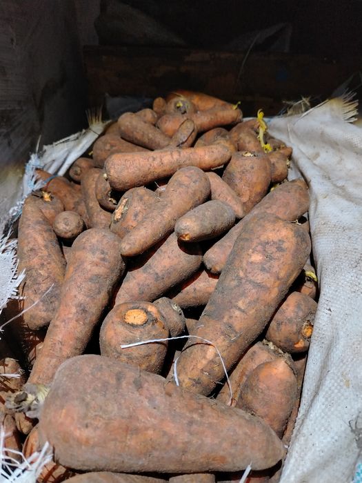 Продам едовую марковь и свёклу.