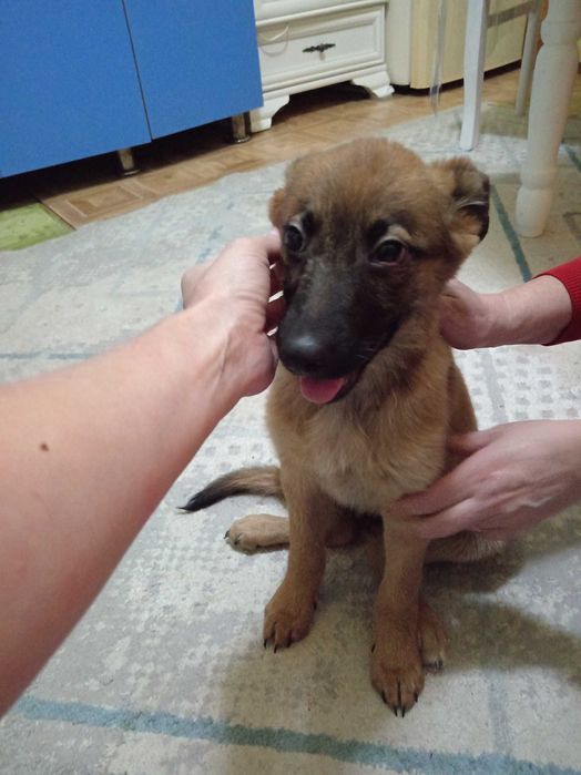 Отдам щенка в добрые руки