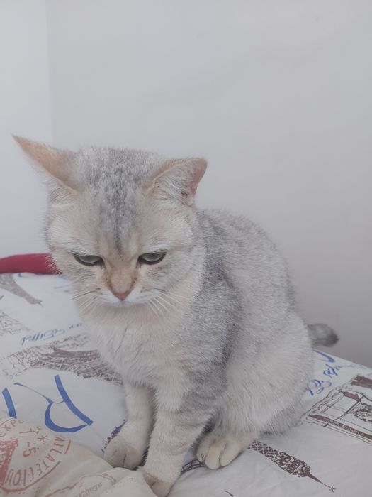Продаётся кошка Шиншила
