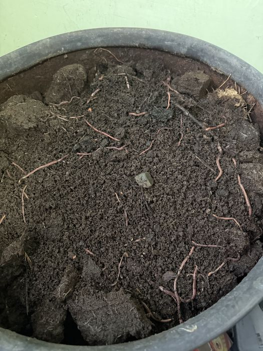 Черви для рыбалки