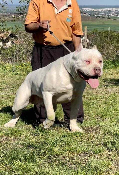 Американско були класик