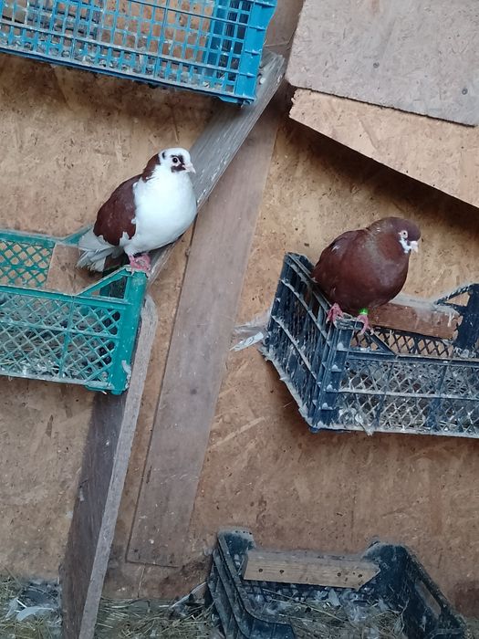 Vând sau schimb jucători moțați și gălățeni disponibili