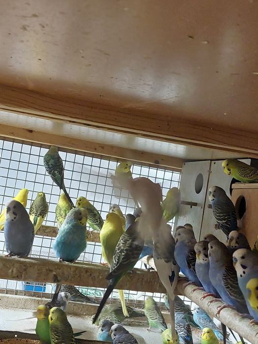 Prepelițe și  peruși