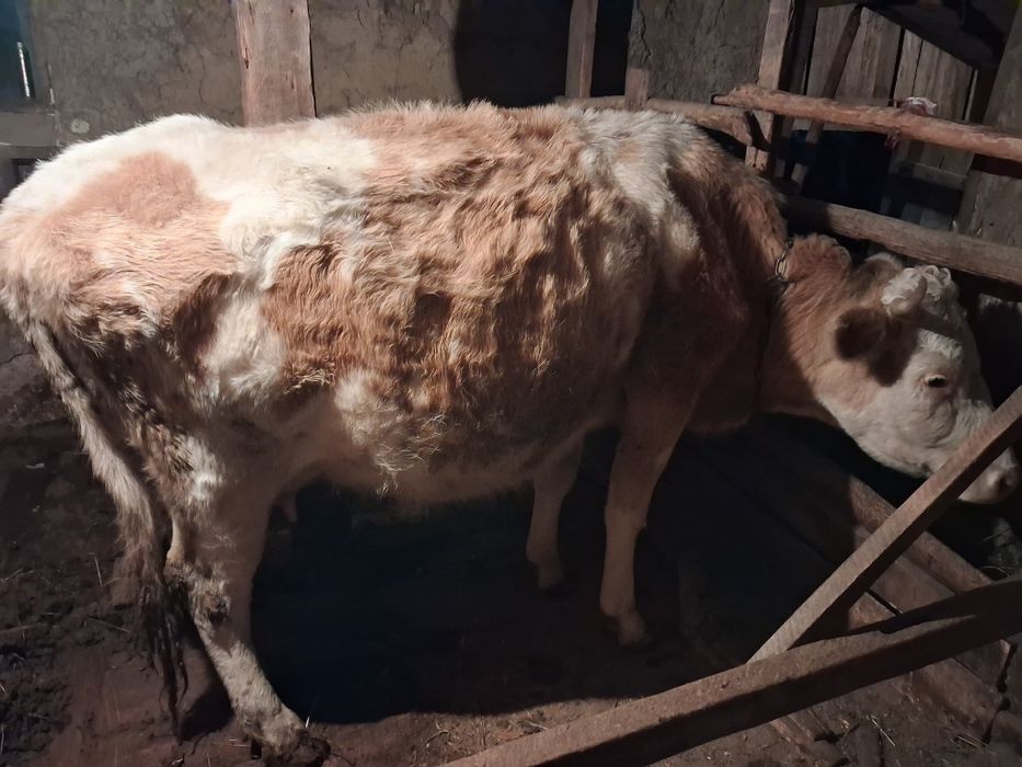 Корова стельная срочно