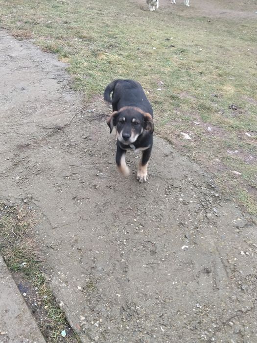 Подарявам бебе куче  на 3 месеца