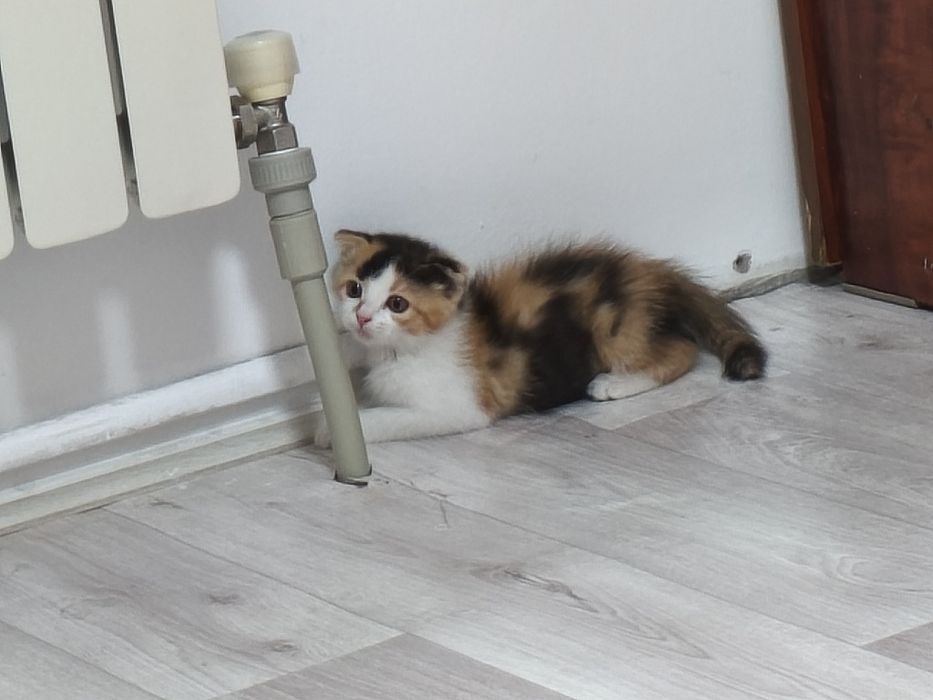 Отдам Котёнка девочку