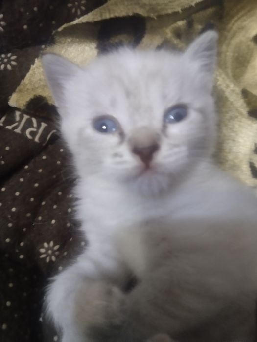 Котята даром в добрые руки