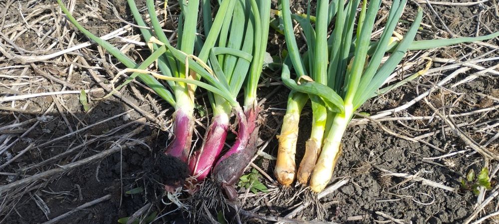 Ceapă verde in localitatea Frata