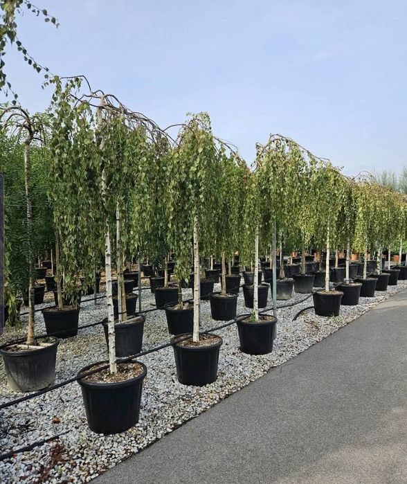 Mesteacăn alb, livrare oriunde în Țară.