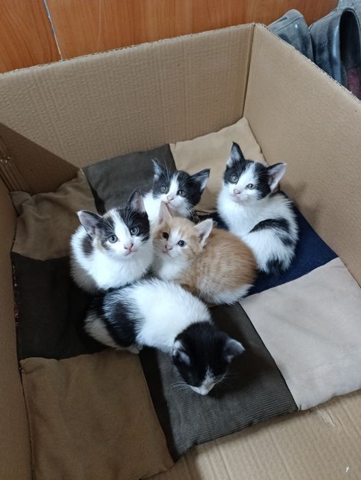 Отдам котят в хорошие добрые руки..