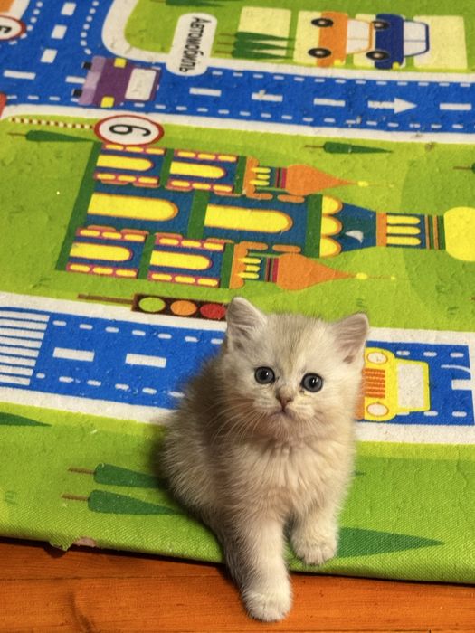 Продается котенок шиншилла серебро