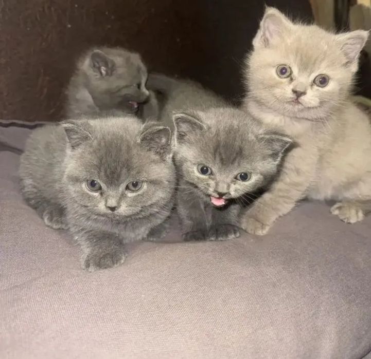 Котята мальчики и девочки 1.5 мес  британские