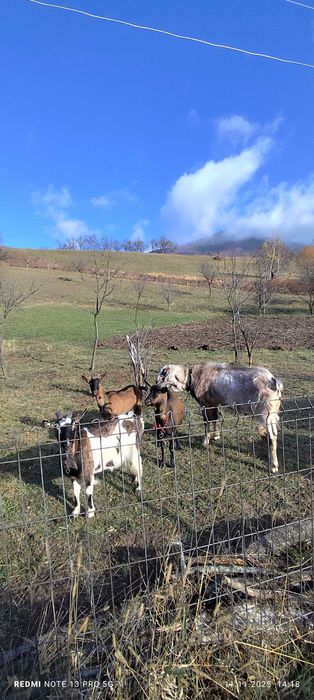 Anglo Nubian de vanzare