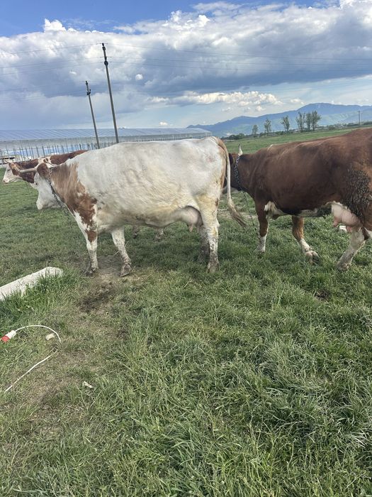 vand vaca de lapte cu vitel