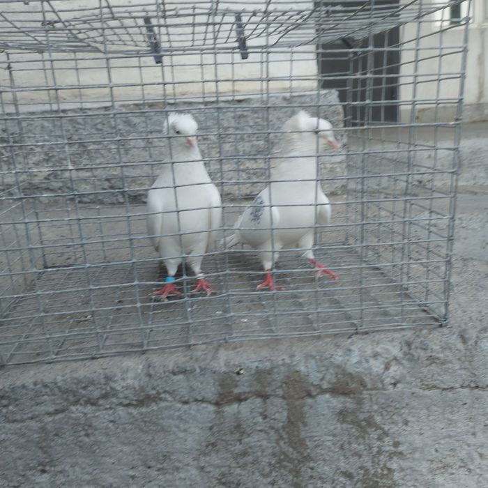 Бели чубати бровястые пара