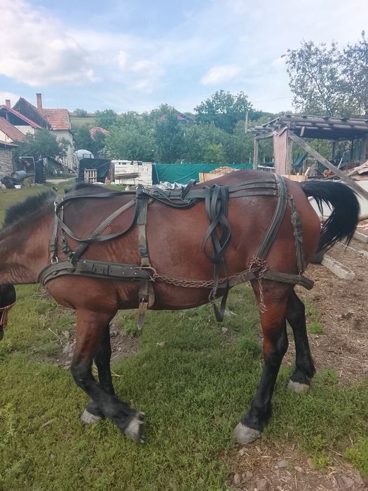 Vând sau schimb iapa