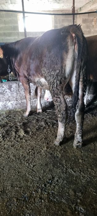 Vând vitea de 10 luni