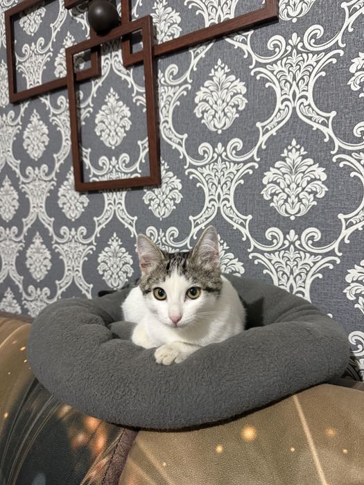 Ищем котику добрых хозяев