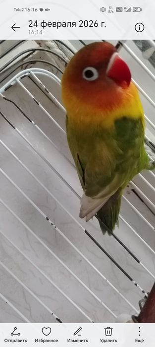 Продам   волнистых попугаев и неразлучника