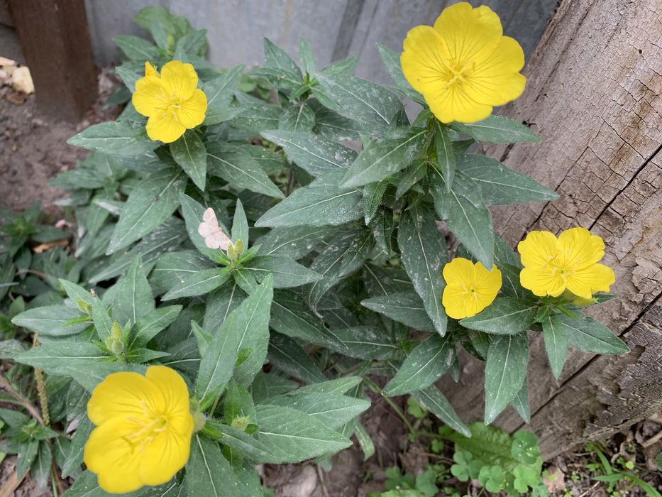 Цветы садовые разные многолетнии