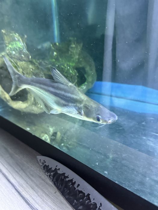 Pangasius пангасиус акула сом