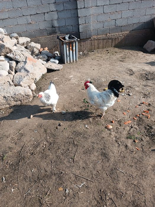 Домашний Тауықтар сатылады