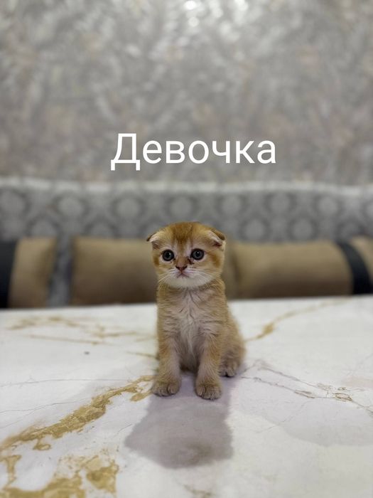 Чистокровные котёнка