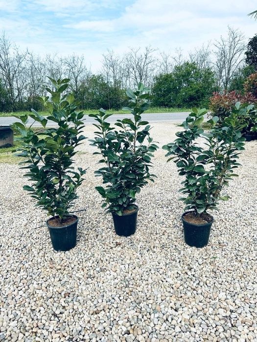 Măslin brad prunus