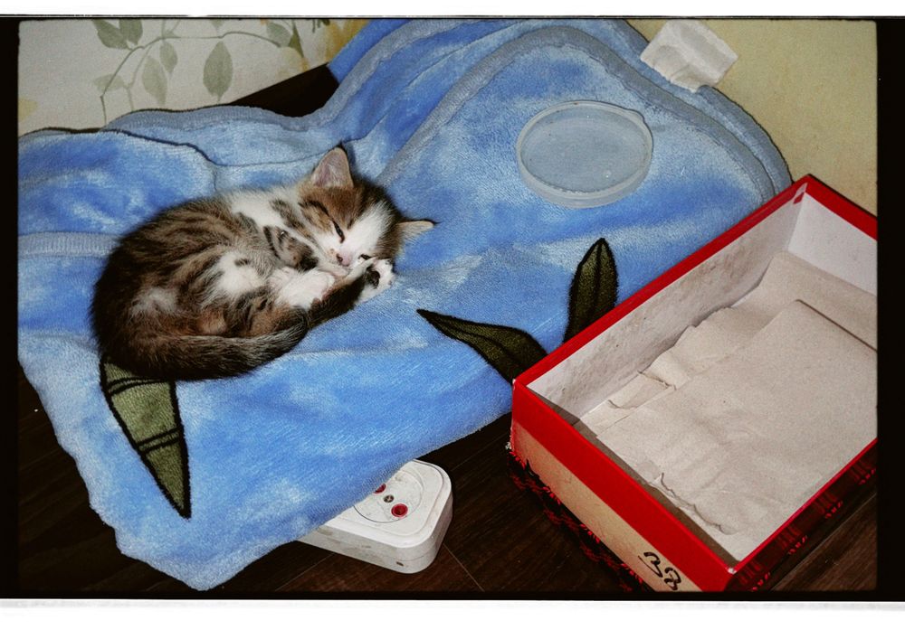 отдаю месячнего котенка