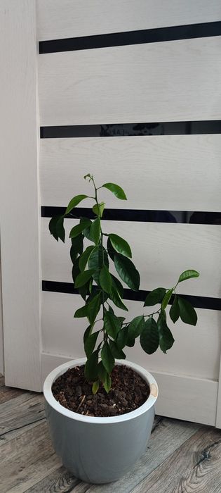 Продам  Лимон..в Абае