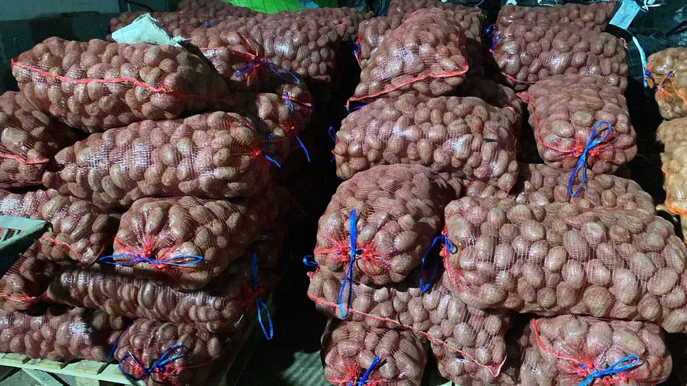 Cartofi samanta soiul Carerra si Laura