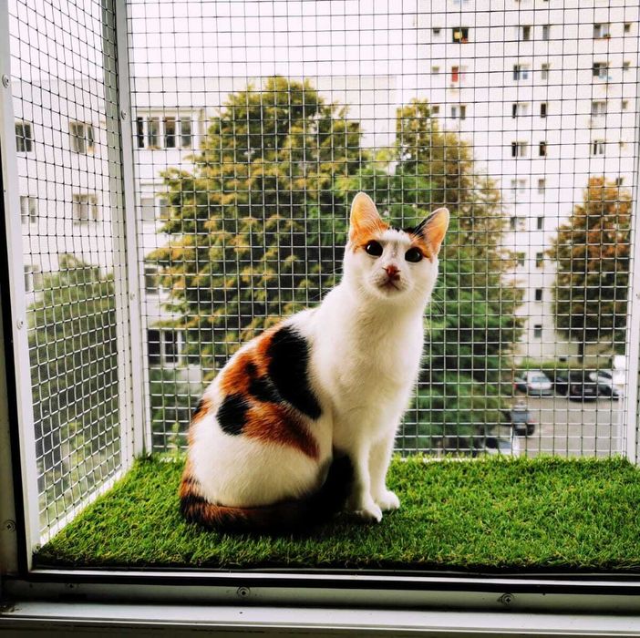 Vand cusca termopan pisici