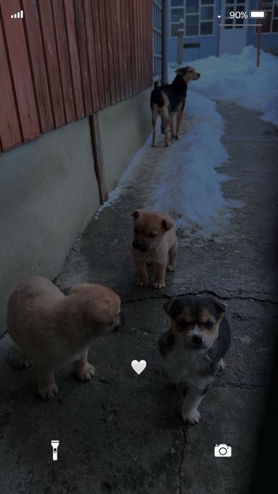 dau spre adopție catel de talie mica