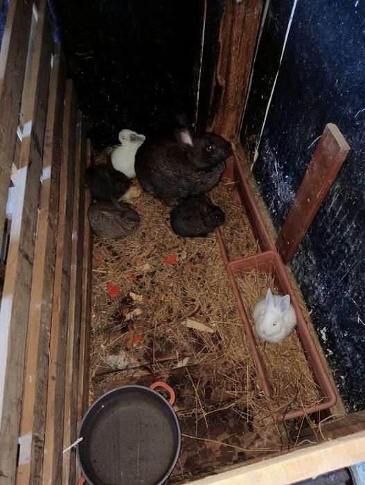 Vănd iepuri toate mărimile