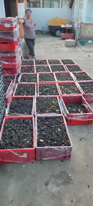 Fructe Aronia Meloncarpa