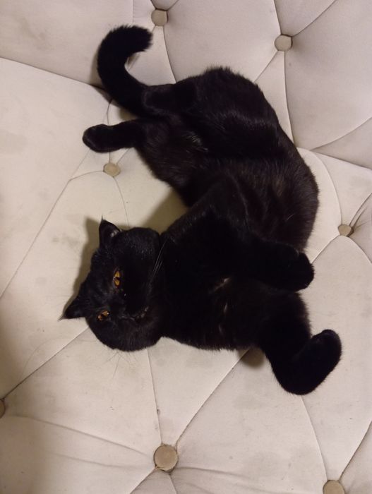 Britanskiy mushuk 500 ming