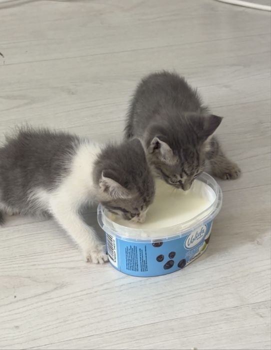 Отдам в хорошие руки 2 котят