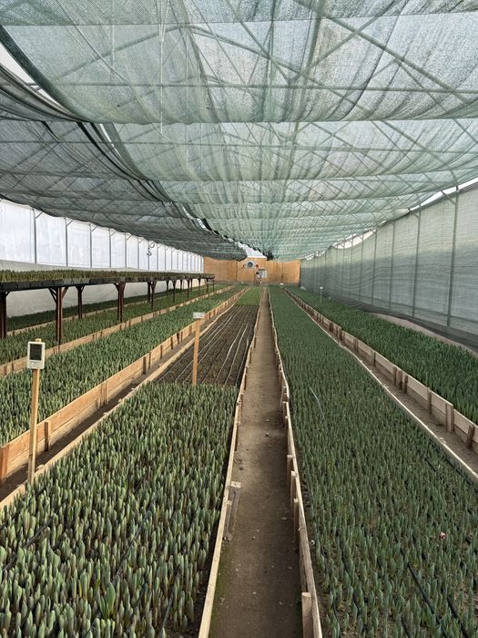 Тюльпаны 50-80см с луковицей/ Алматы