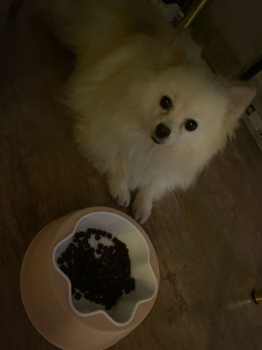 Шпиц мальчик продам