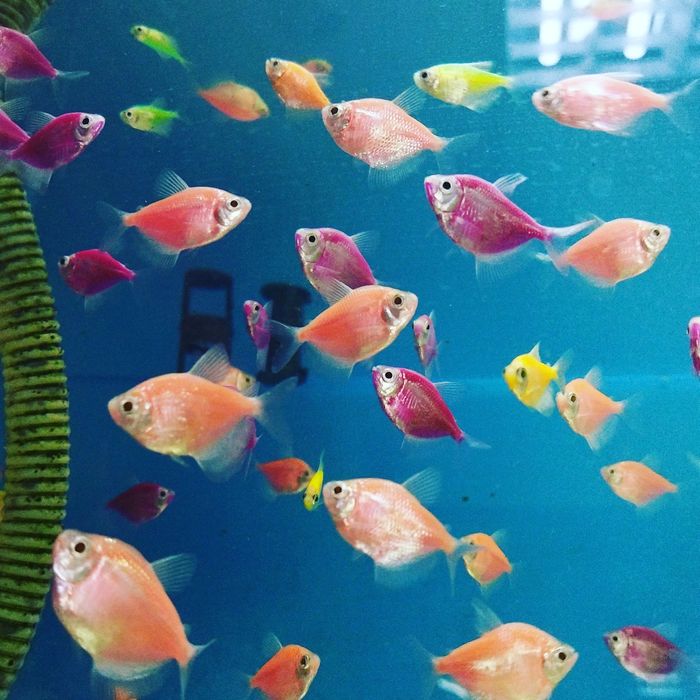 Аквариум 60л в Афалине